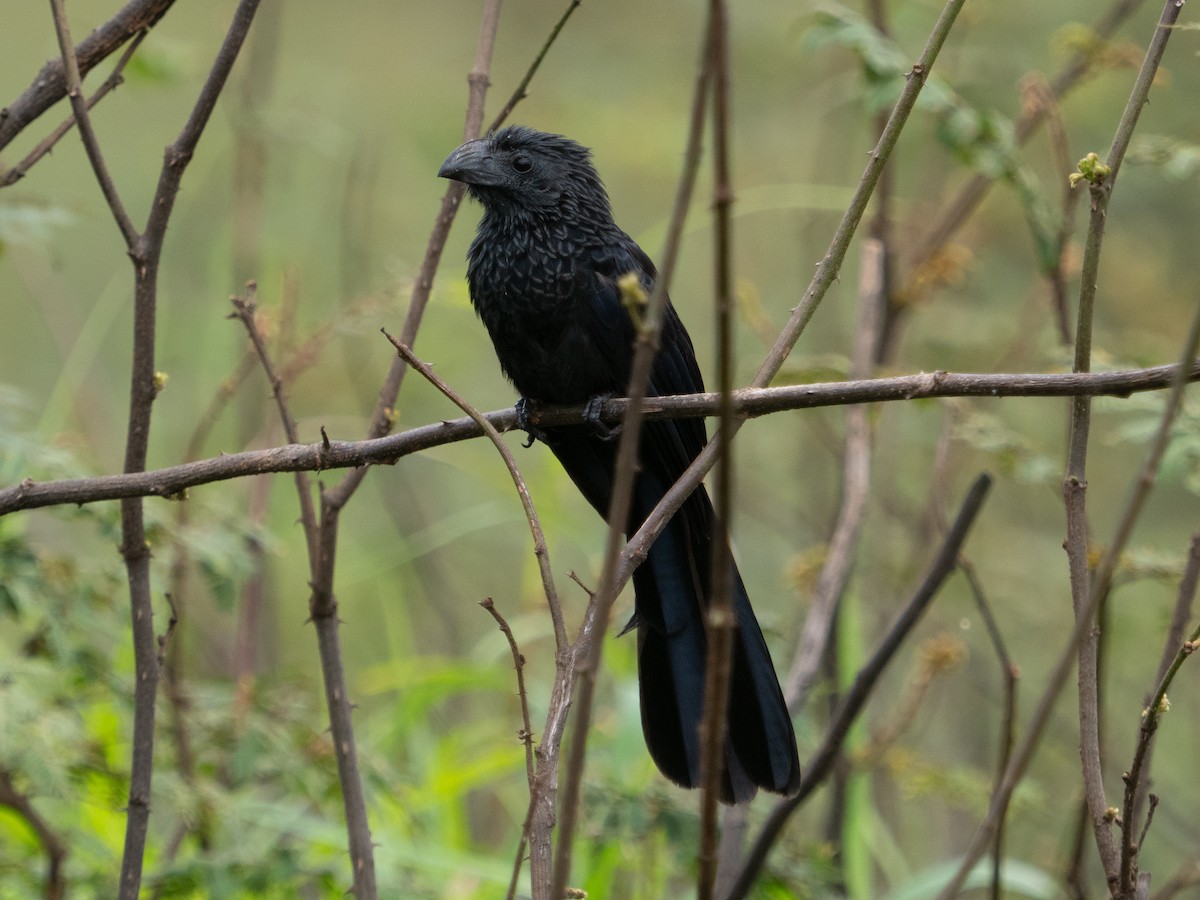 Groove-billed Ani - Daniel Miller