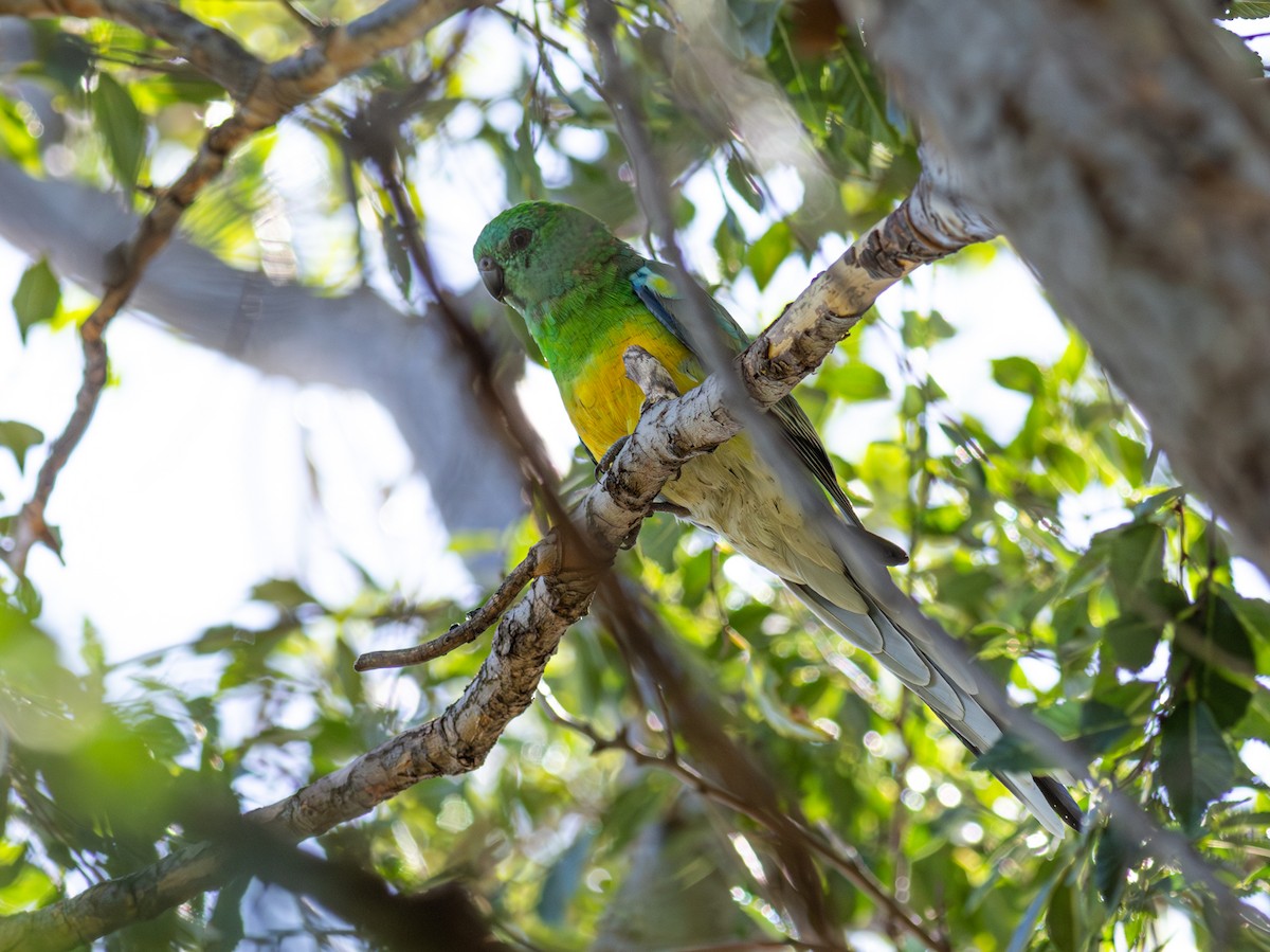 Red-rumped Parrot - Pedro Nicolau