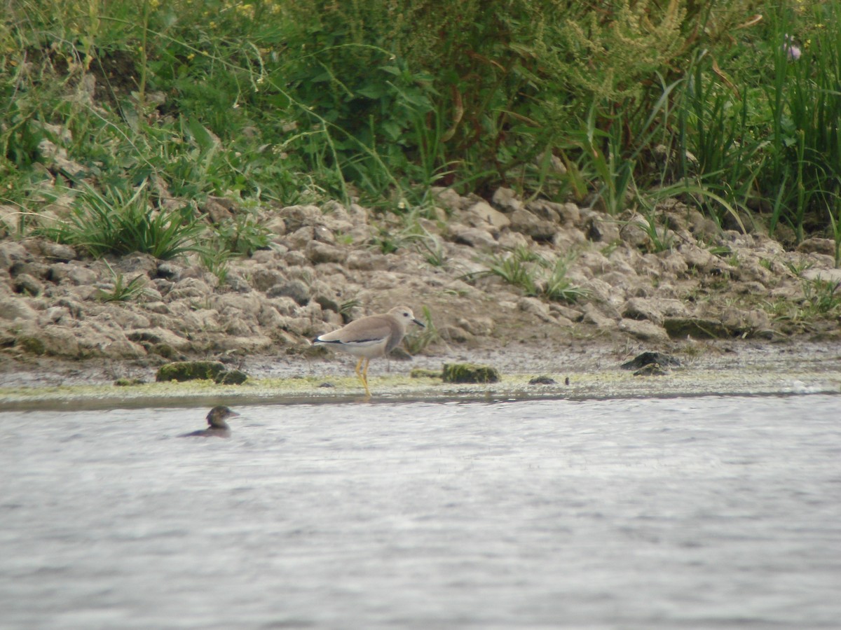 White-tailed Lapwing - ML616047280