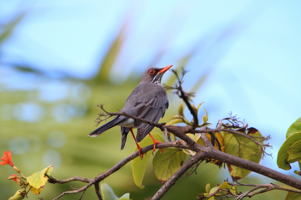 Red-legged Thrush - ML616047409