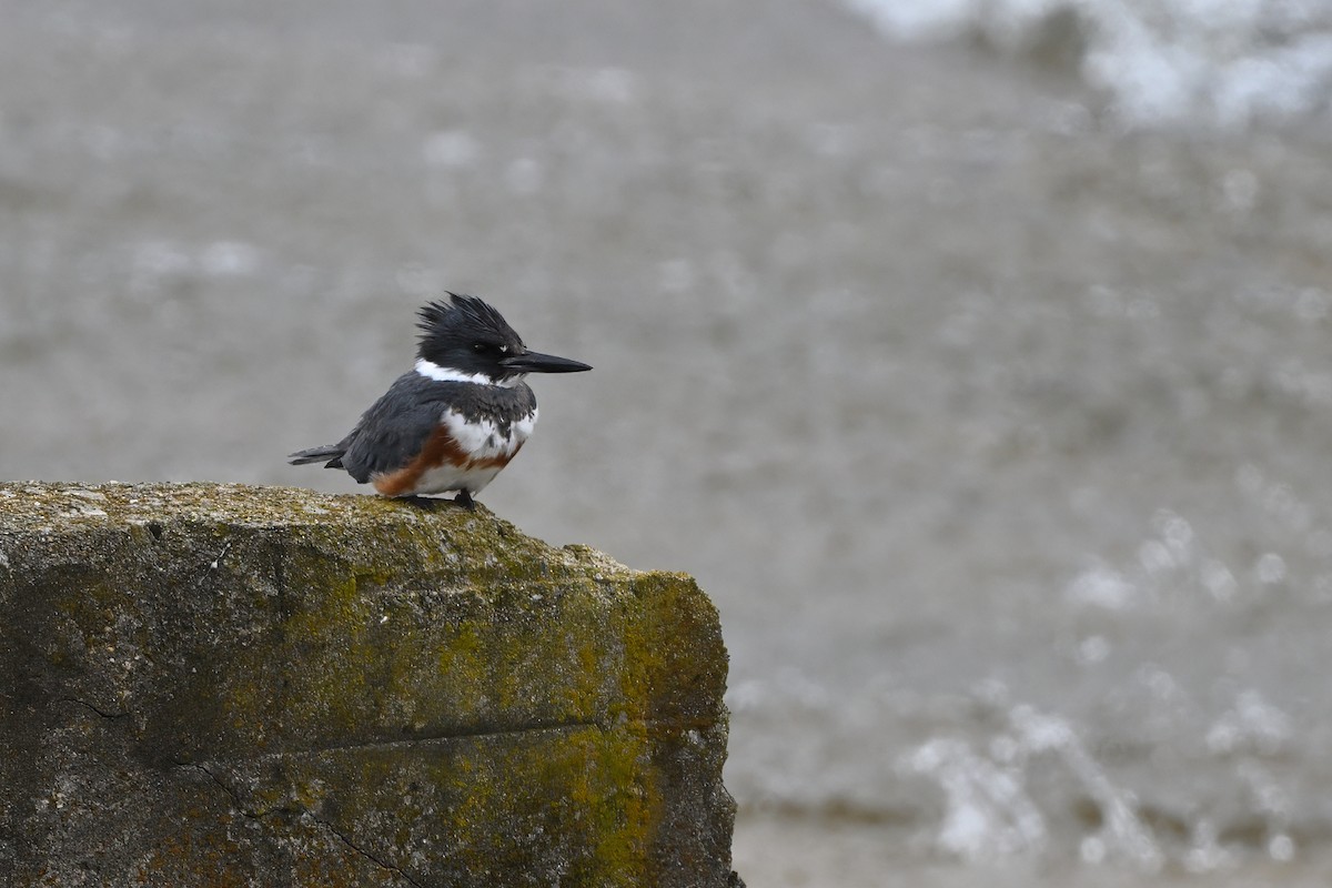 Belted Kingfisher - ML616047423