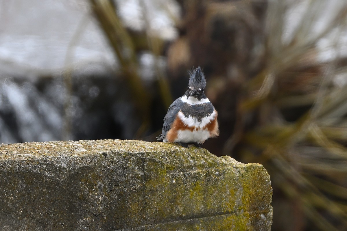 Belted Kingfisher - ML616047424