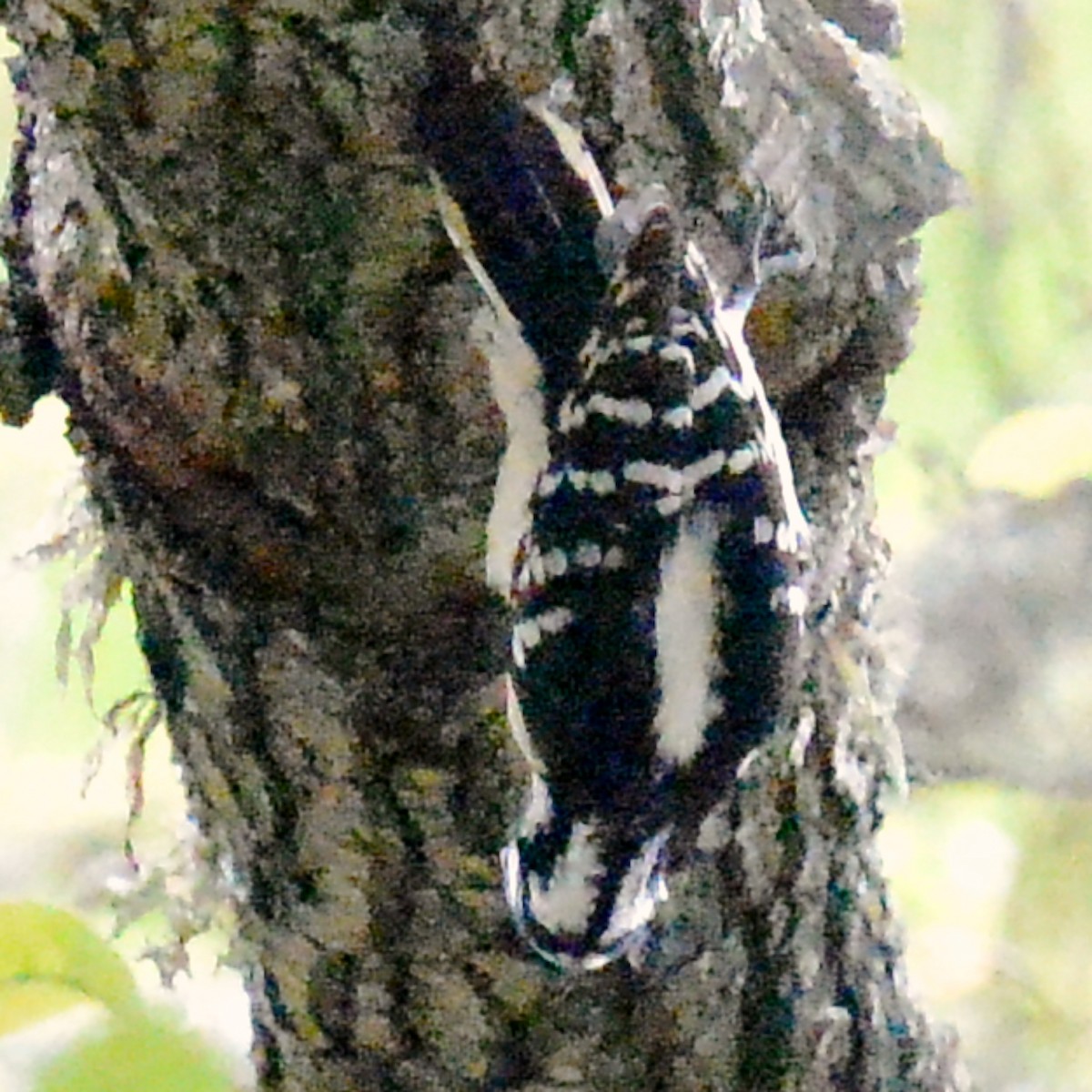 Downy Woodpecker - T Reed