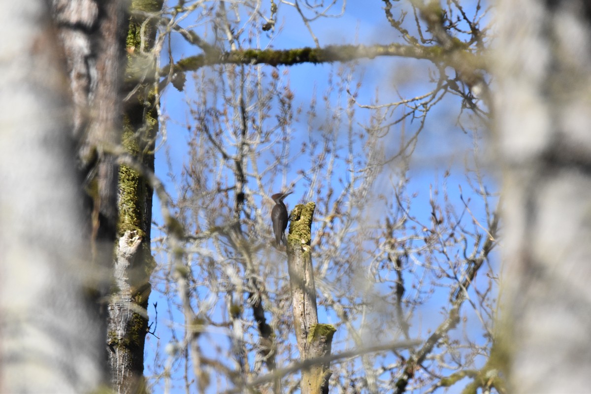 Pileated Woodpecker - ML616047461