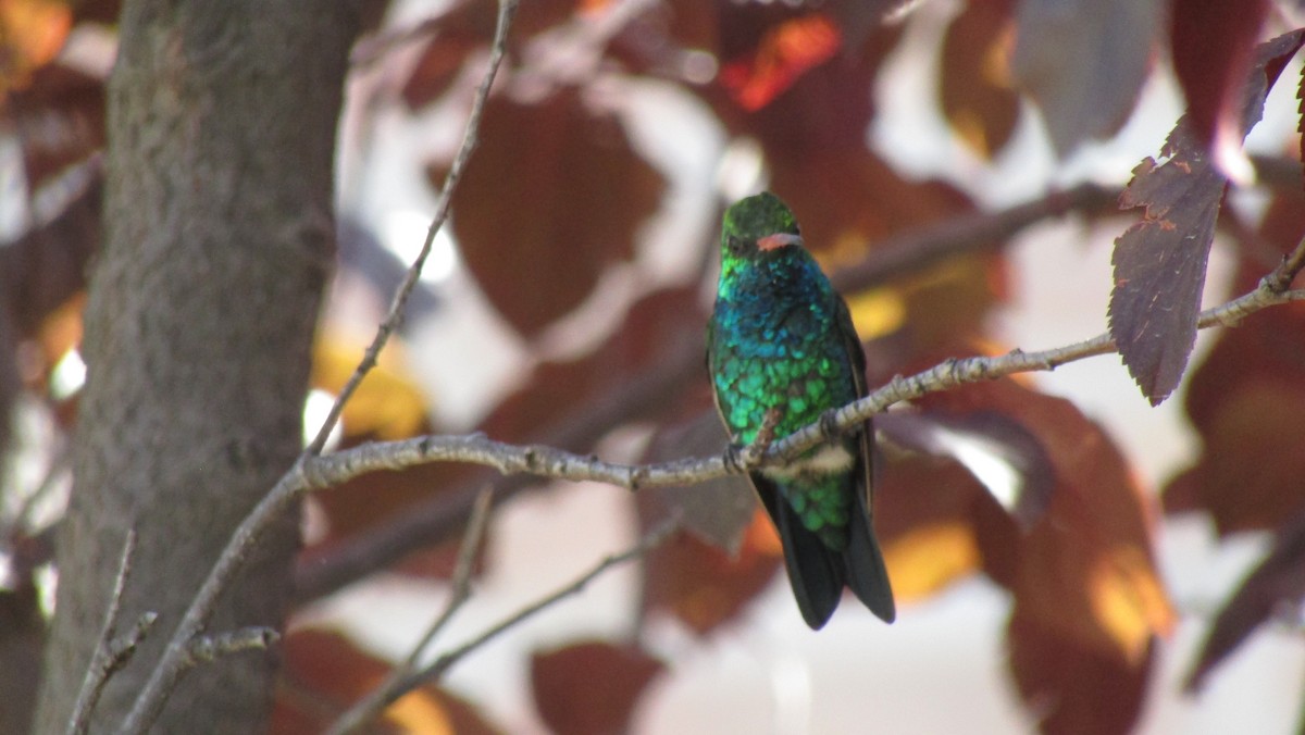 Glittering-bellied Emerald - ML616047464