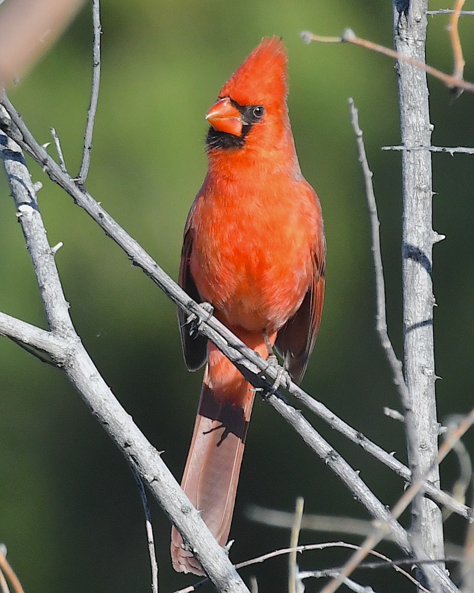 Northern Cardinal - ML616047493