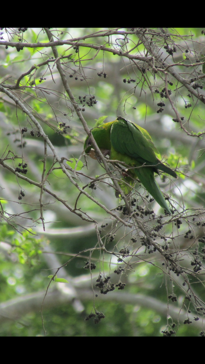 Green Parakeet - ML616047519