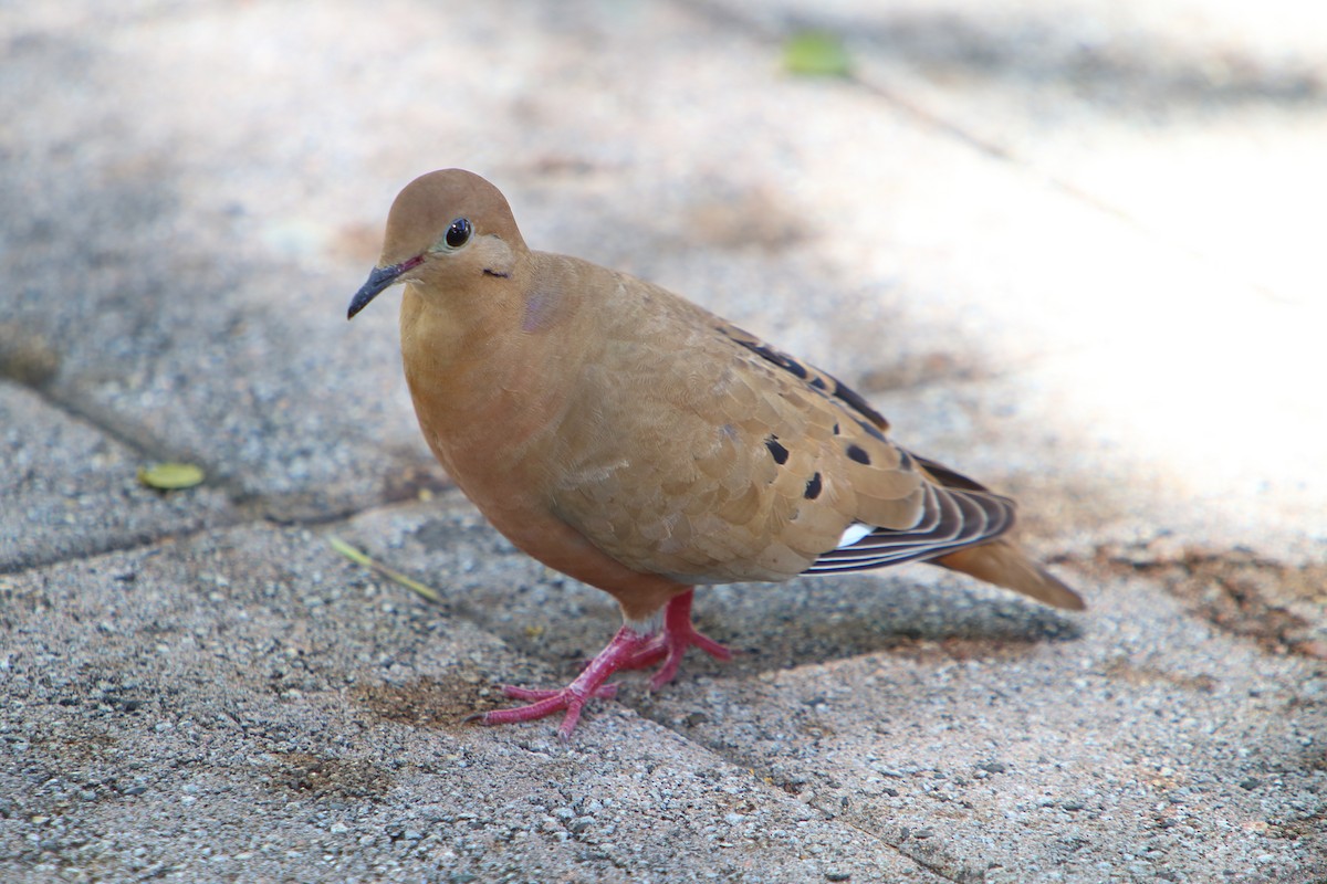 Zenaida Dove - ML616047524