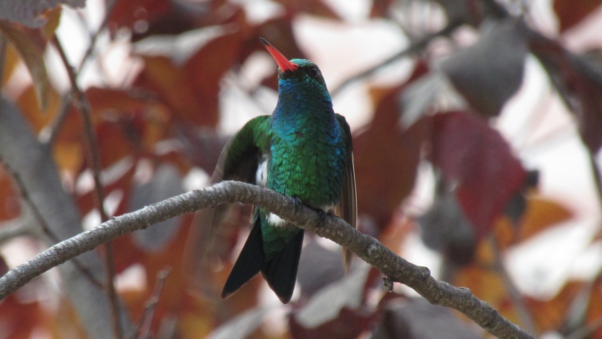 Glittering-bellied Emerald - ML616047535