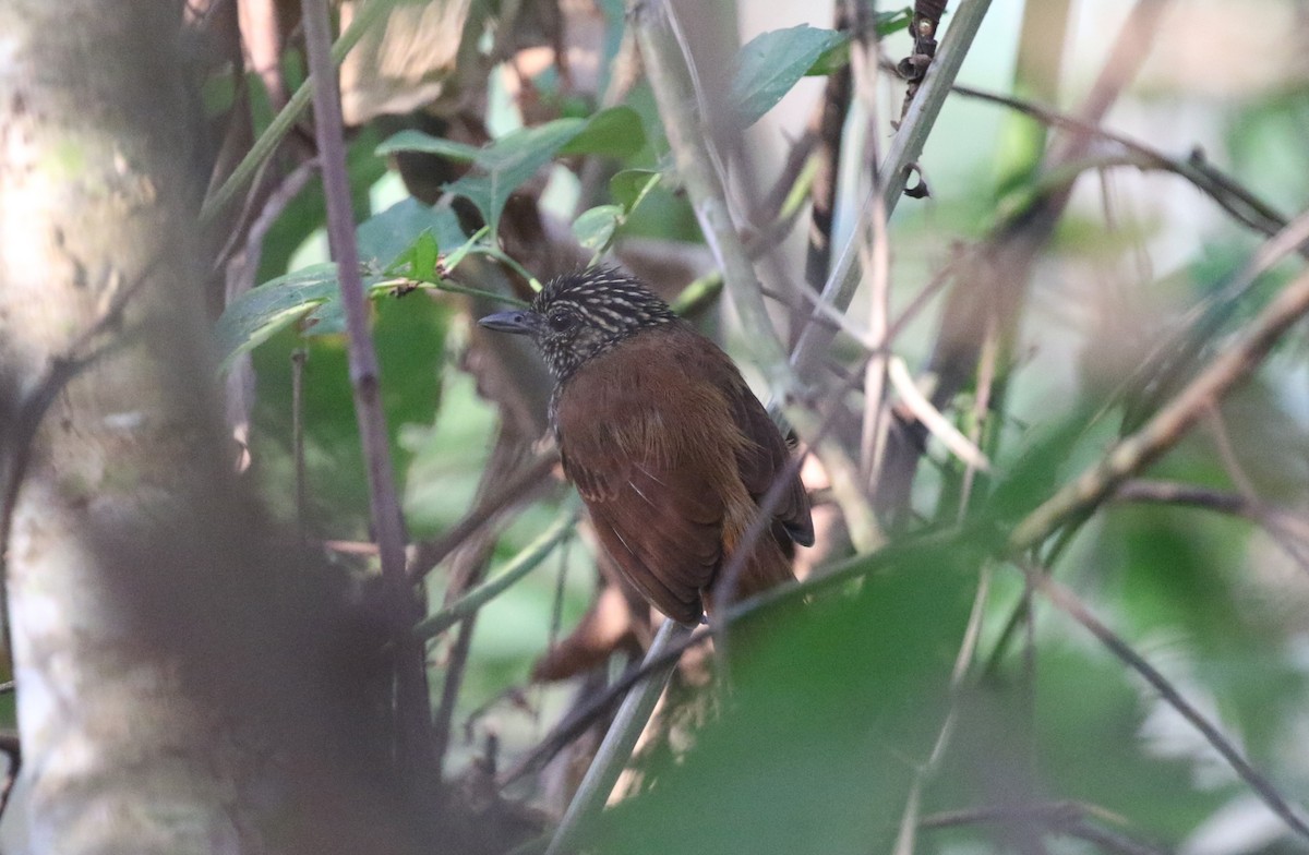 Black Antshrike - ML616047552