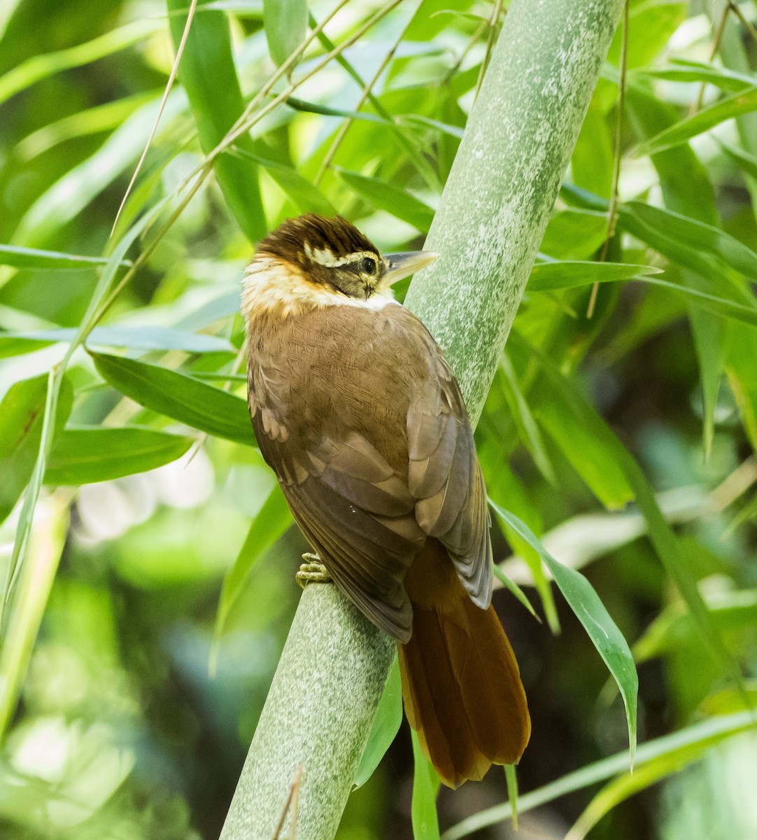 White-collared Foliage-gleaner - Luiz Anjos