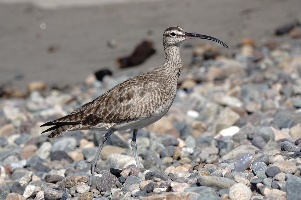 Whimbrel - Stuart Mackenzie