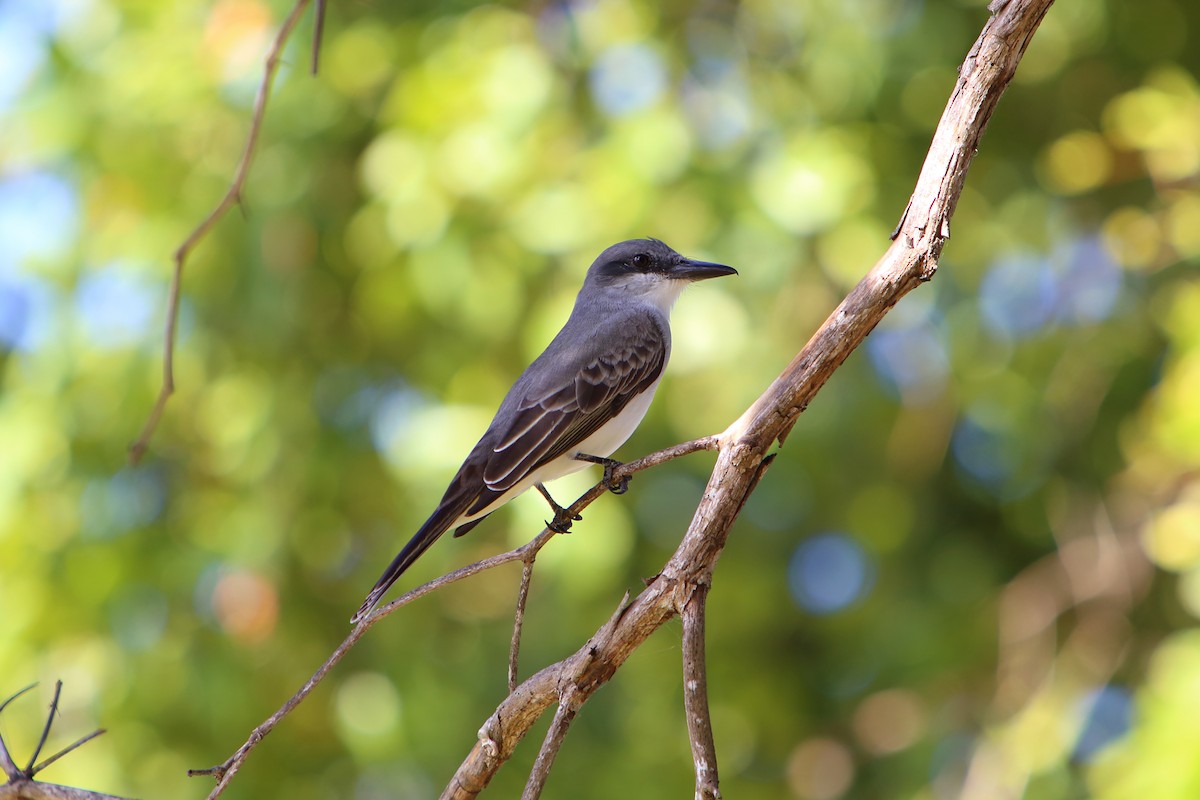 Gray Kingbird - ML616047564