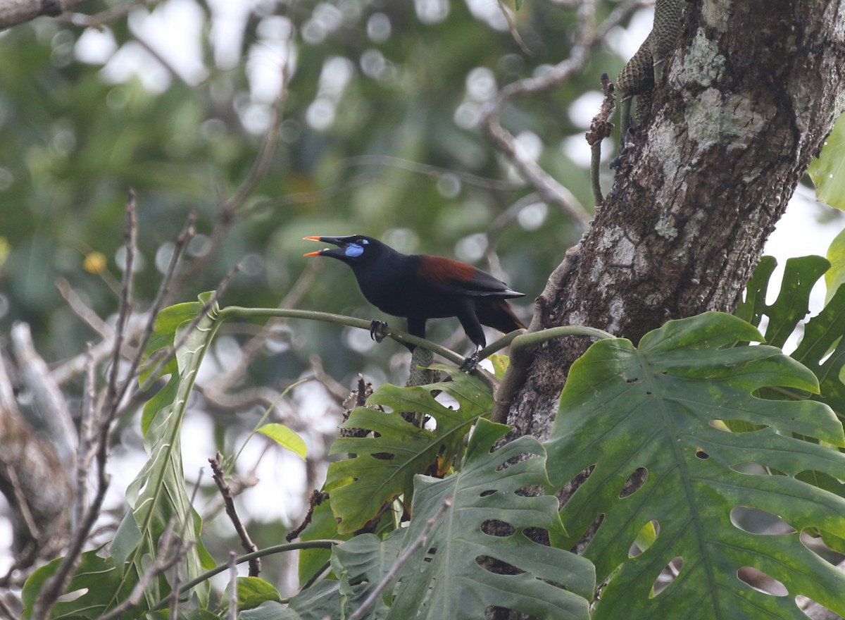 Black Oropendola - James (Jim) Holmes