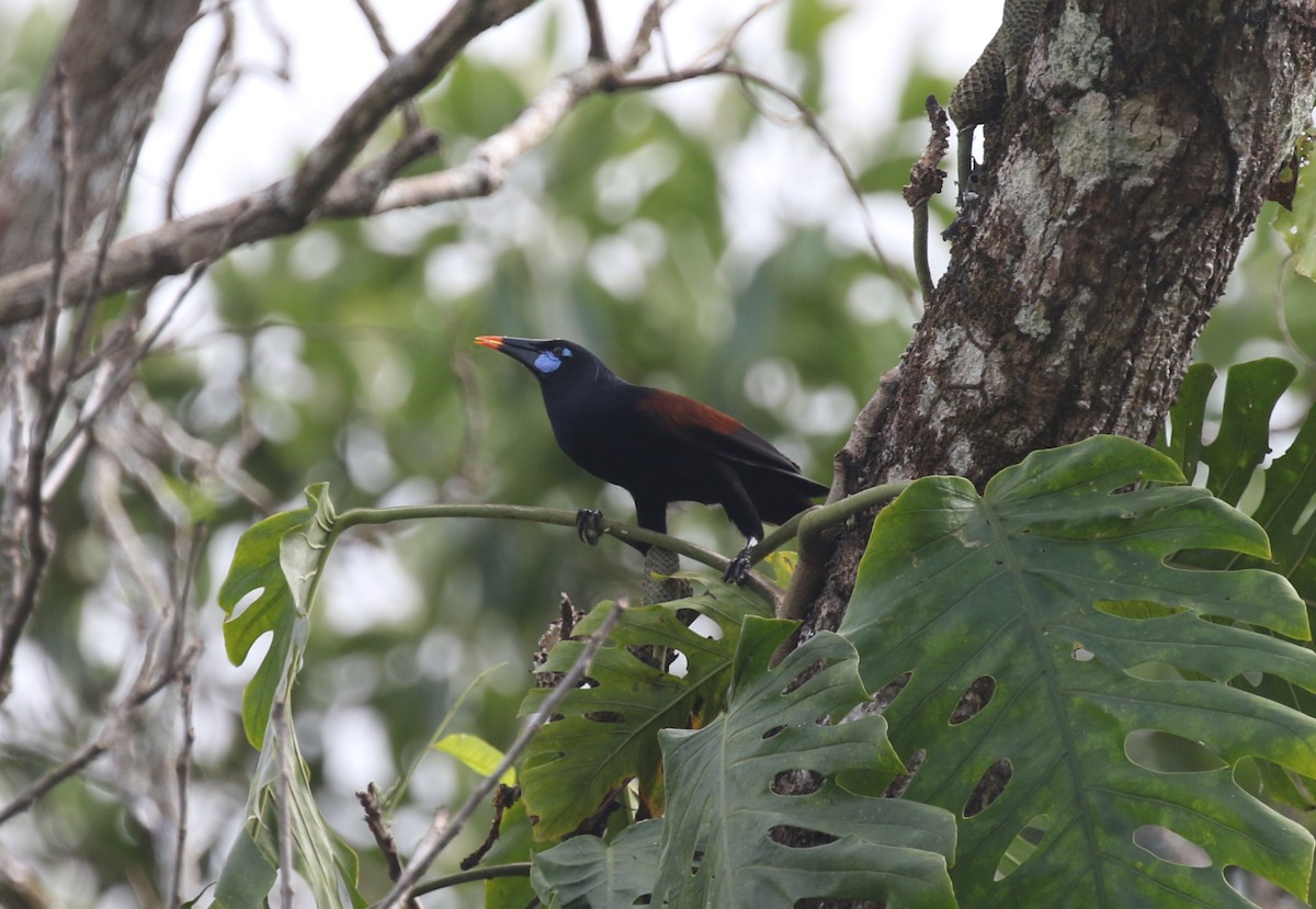 Black Oropendola - James (Jim) Holmes