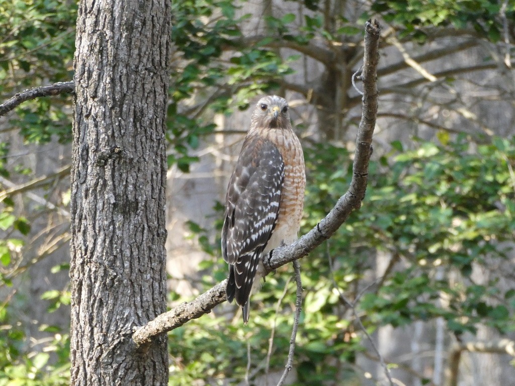 Red-shouldered Hawk - ML616047613