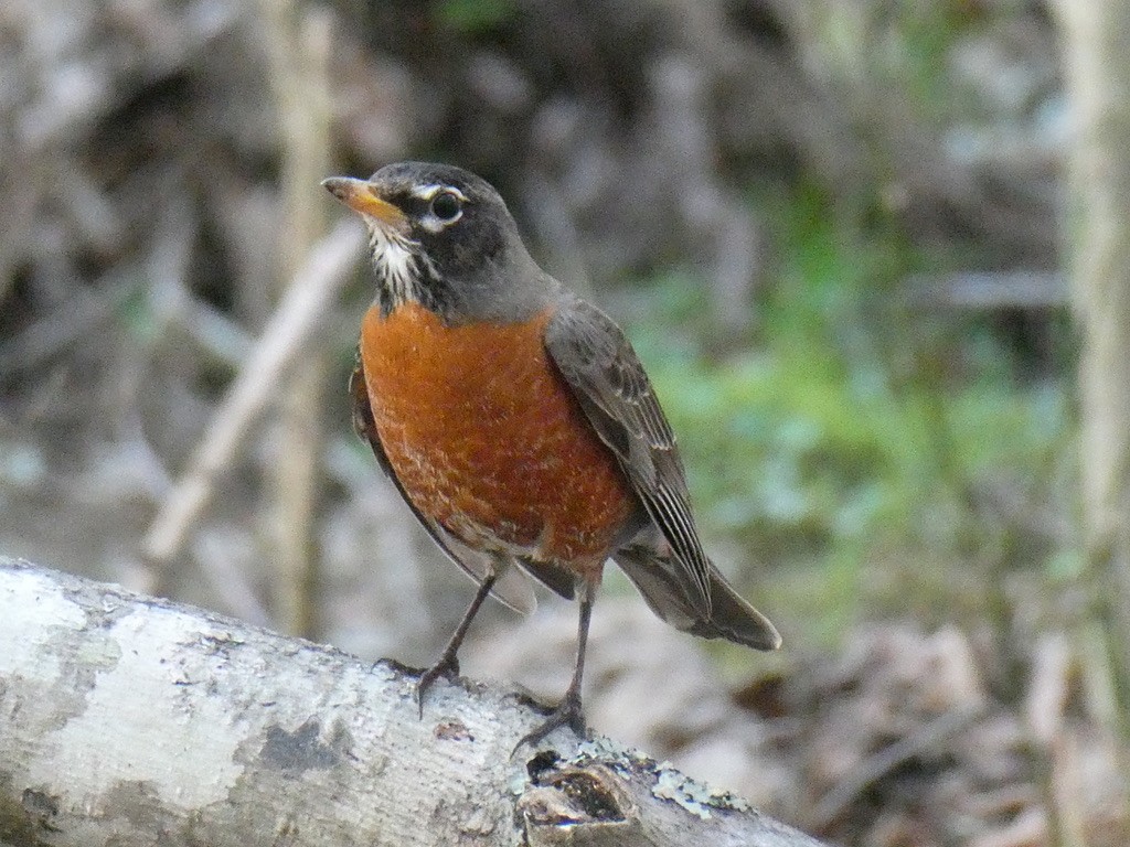 American Robin - Deborah Woody