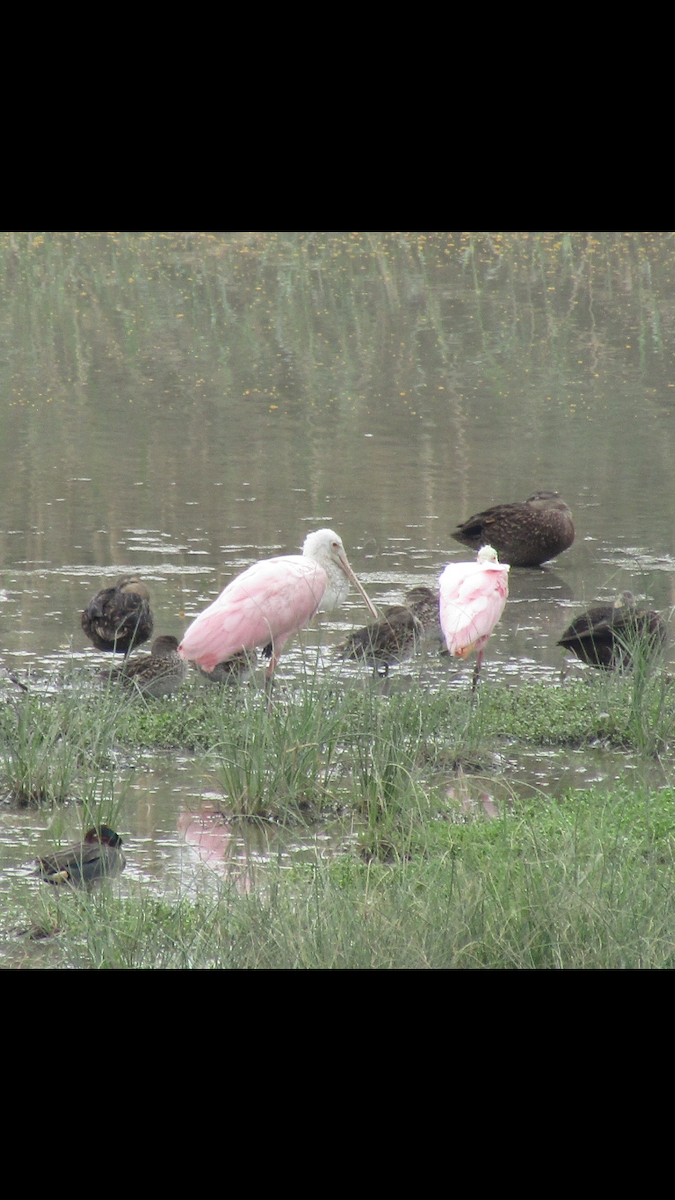 Roseate Spoonbill - ML616047626