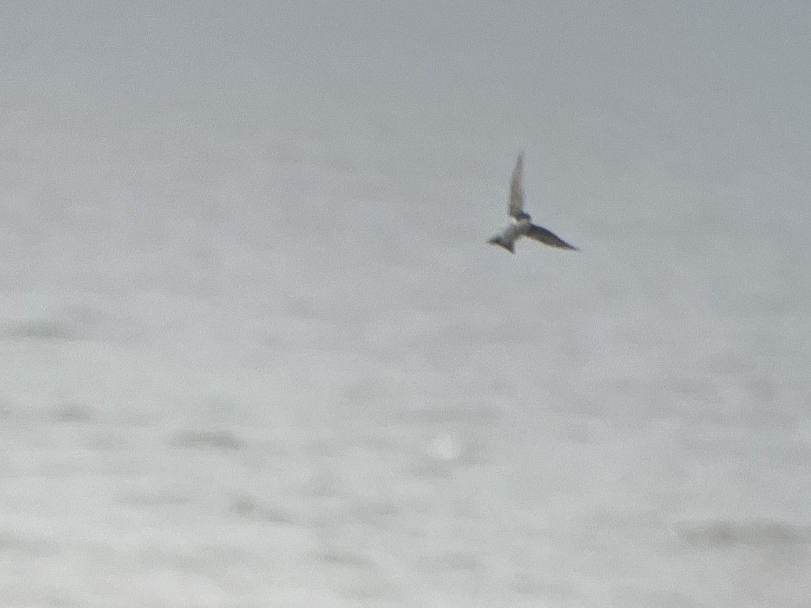 Golondrina Bicolor - ML616047680