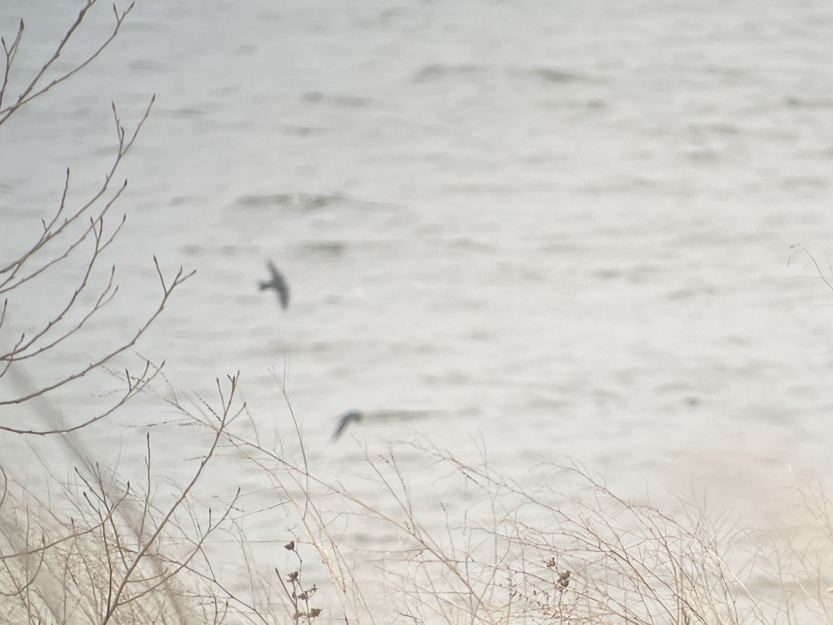 Tree Swallow - Aaron  Brees