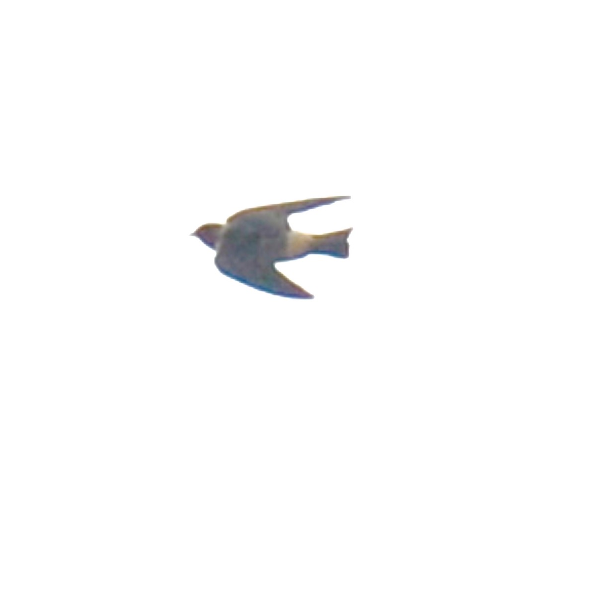 Cliff/Cave Swallow - ML616047697
