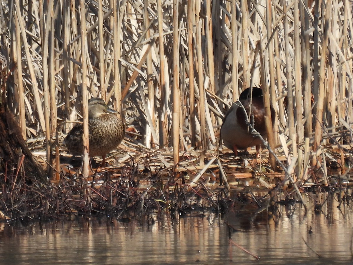 Canard colvert - ML616047703