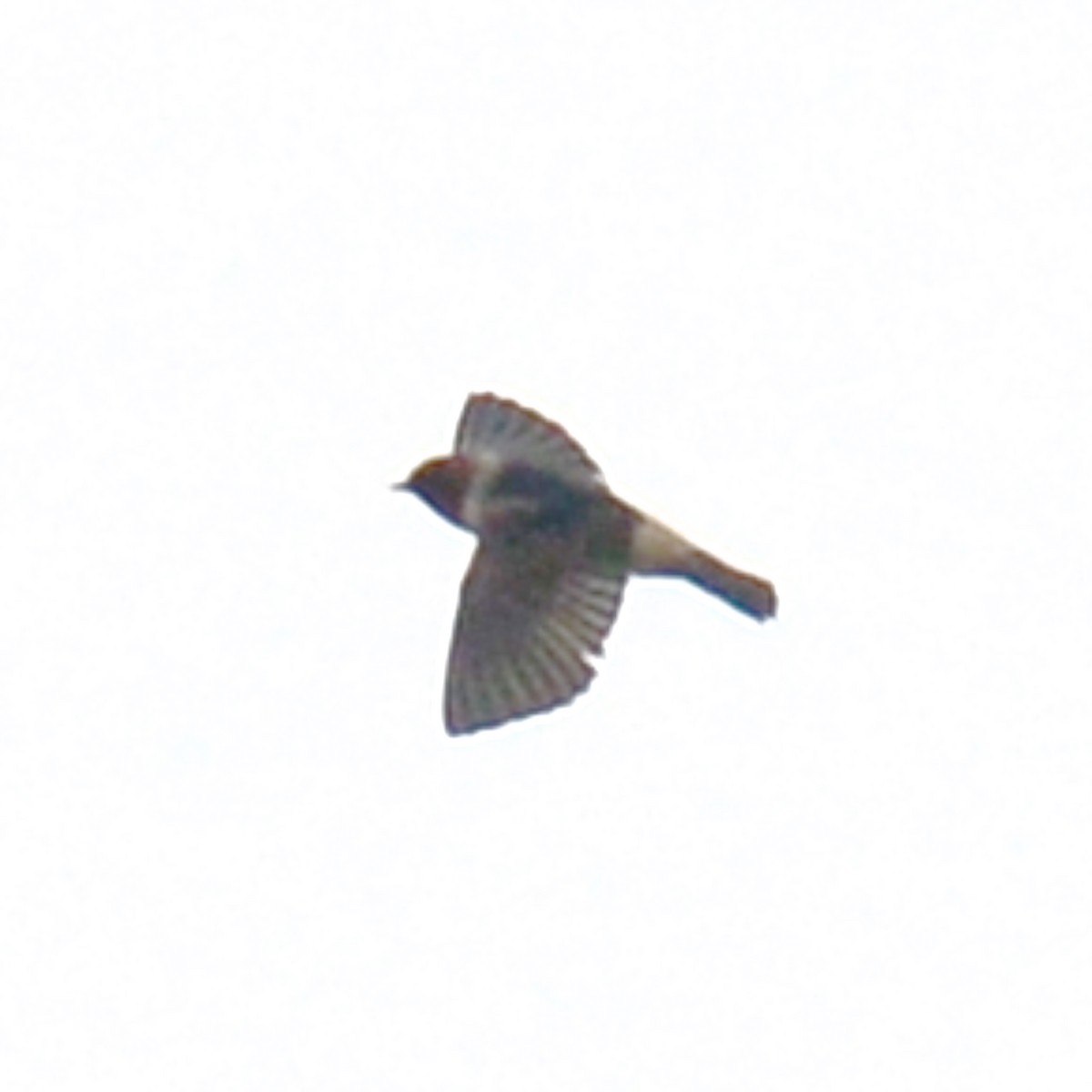 Cliff/Cave Swallow - ML616047711