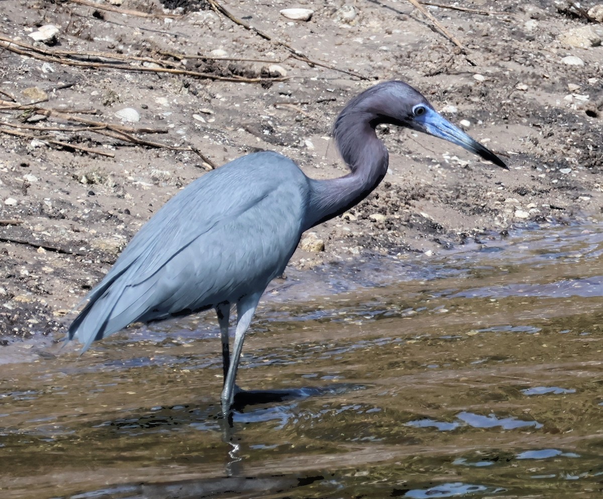 Little Blue Heron - ML616047712