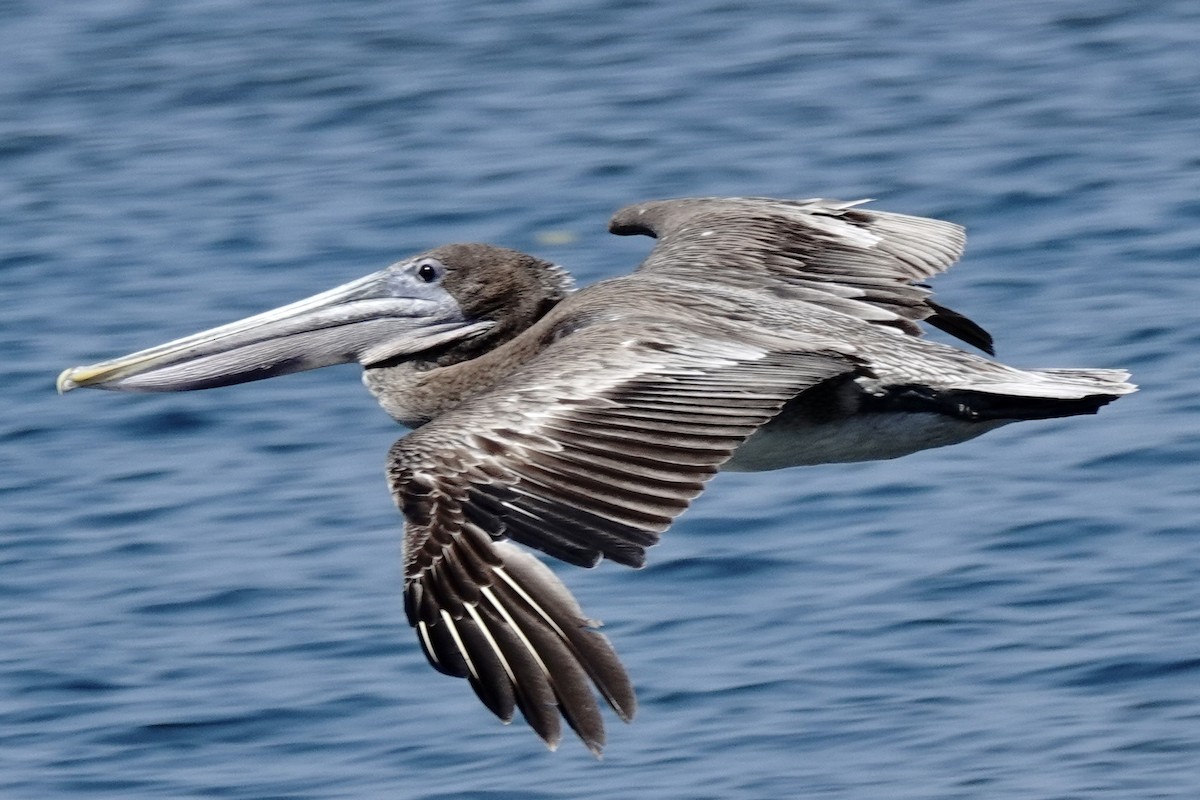 pelikán hnědý - ML616047720