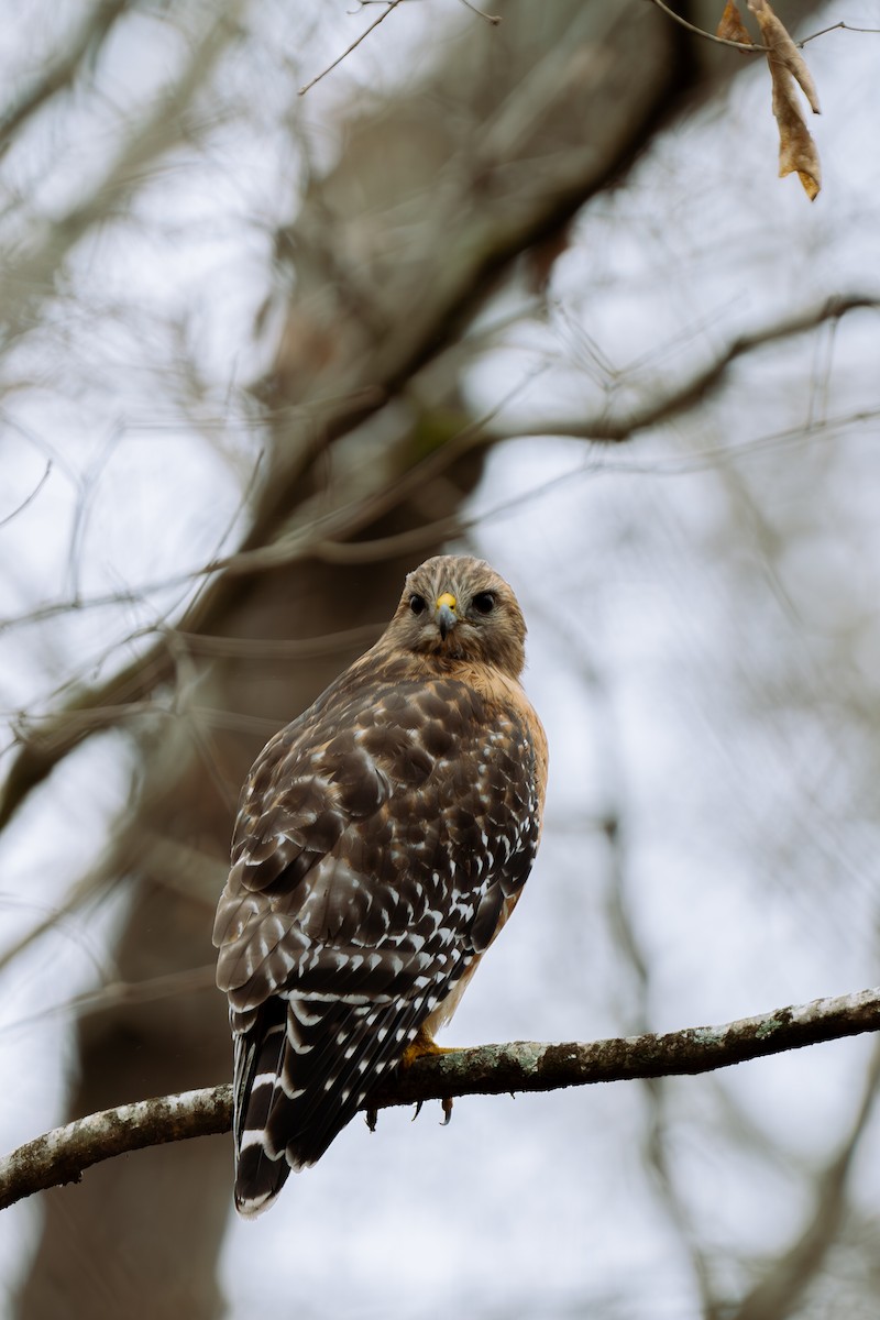 Red-shouldered Hawk - ML616047724