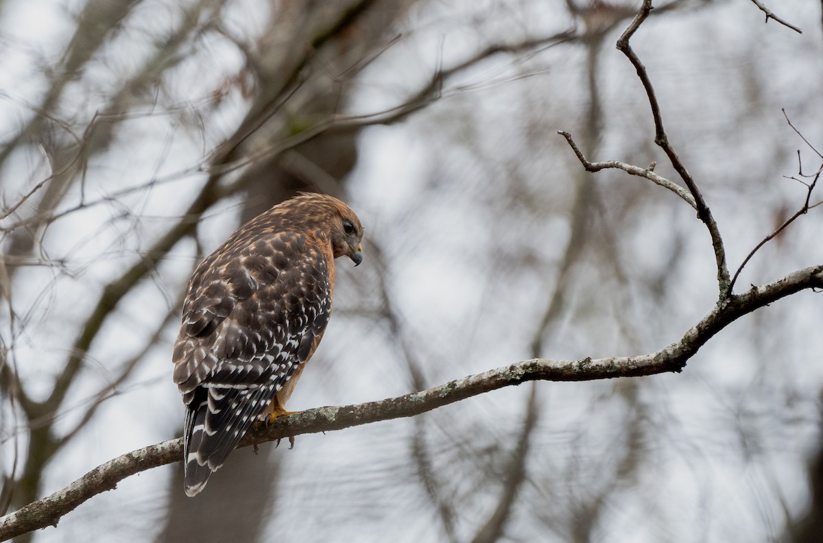 Red-shouldered Hawk - ML616047725