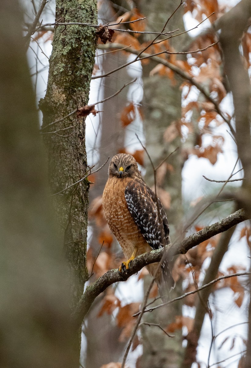 Red-shouldered Hawk - ML616047726