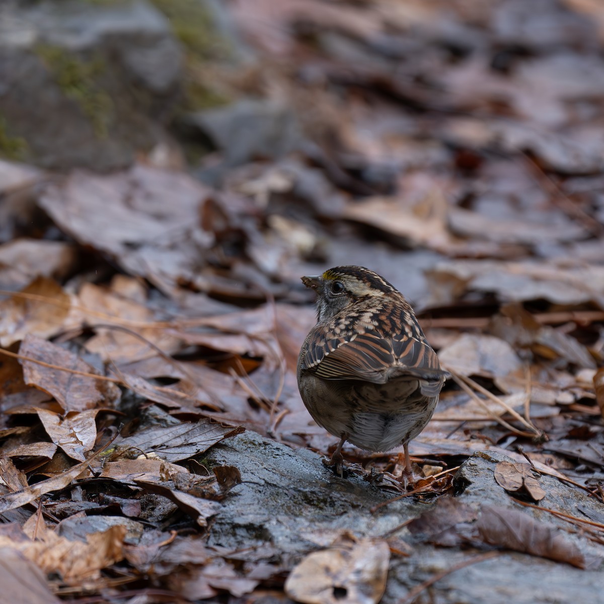 White-throated Sparrow - ML616047729