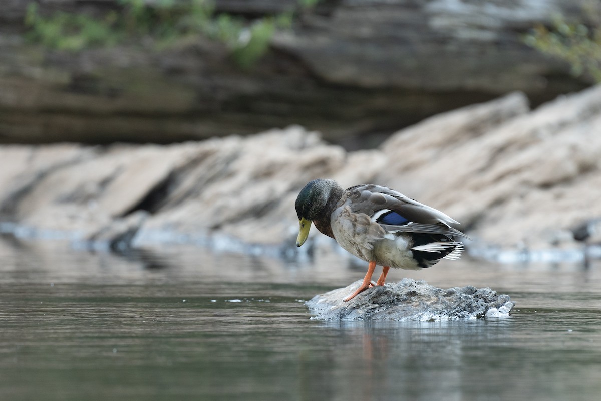 Mallard - ML616047741