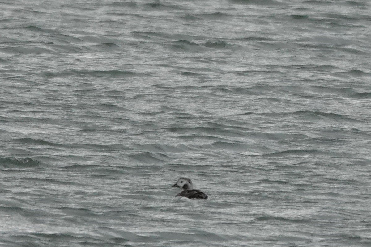 Long-tailed Duck - Roly Pitts