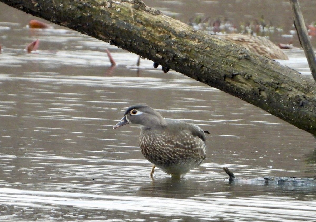 Wood Duck - ML616047754