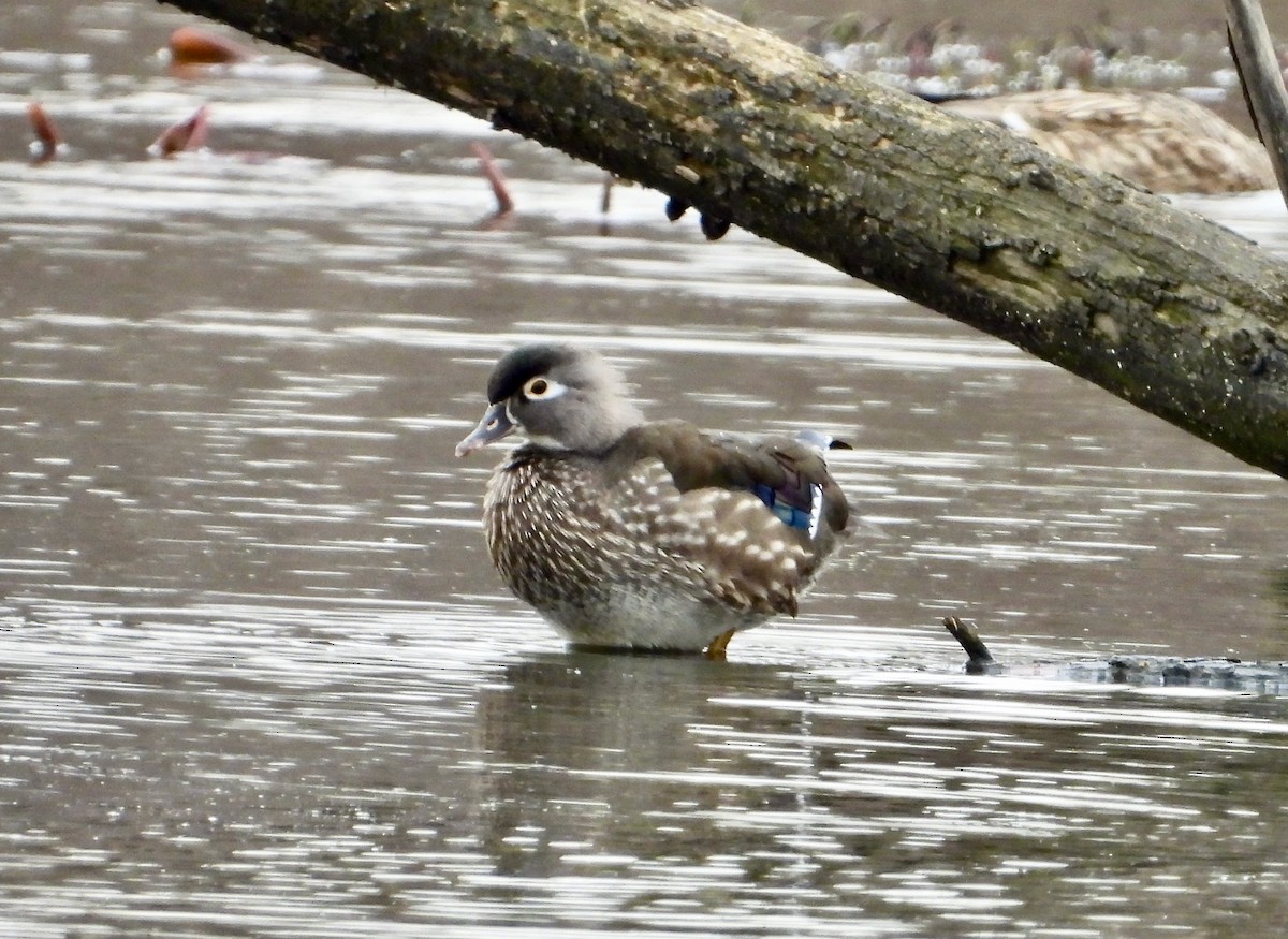 Wood Duck - ML616047756