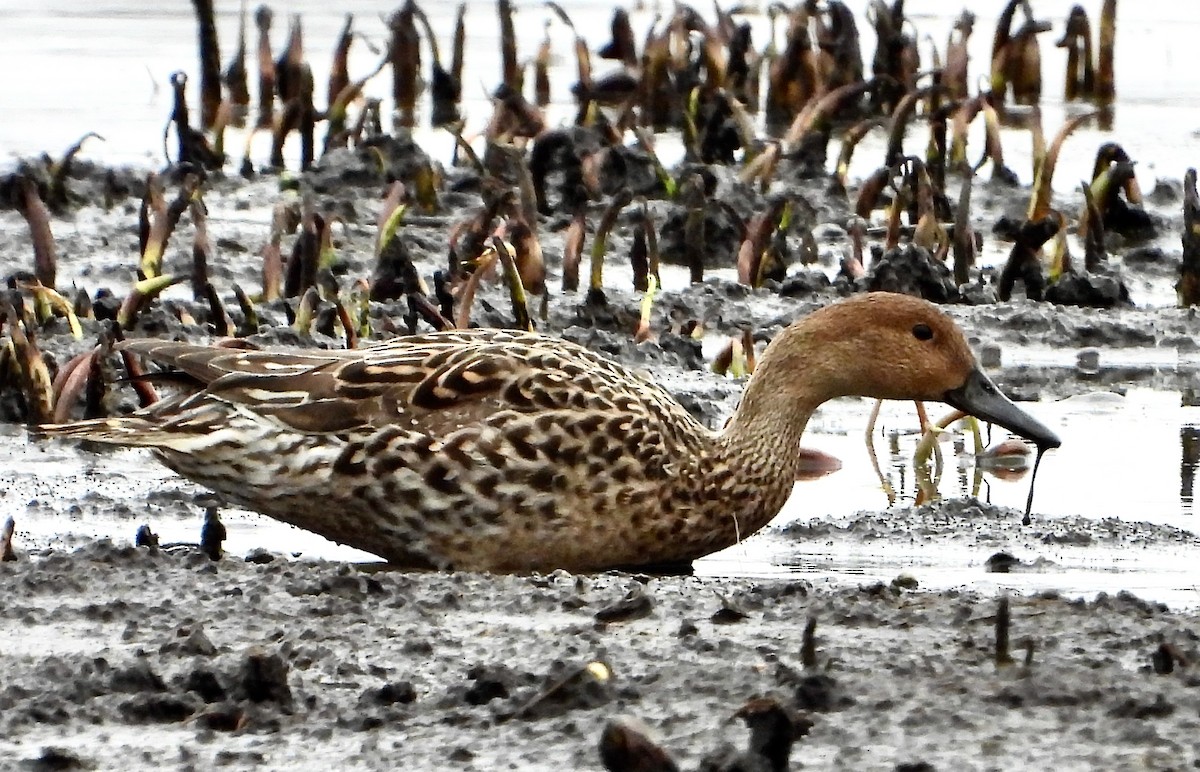 Northern Pintail - ML616047804