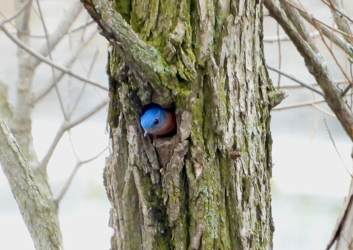 Eastern Bluebird - ML616047833