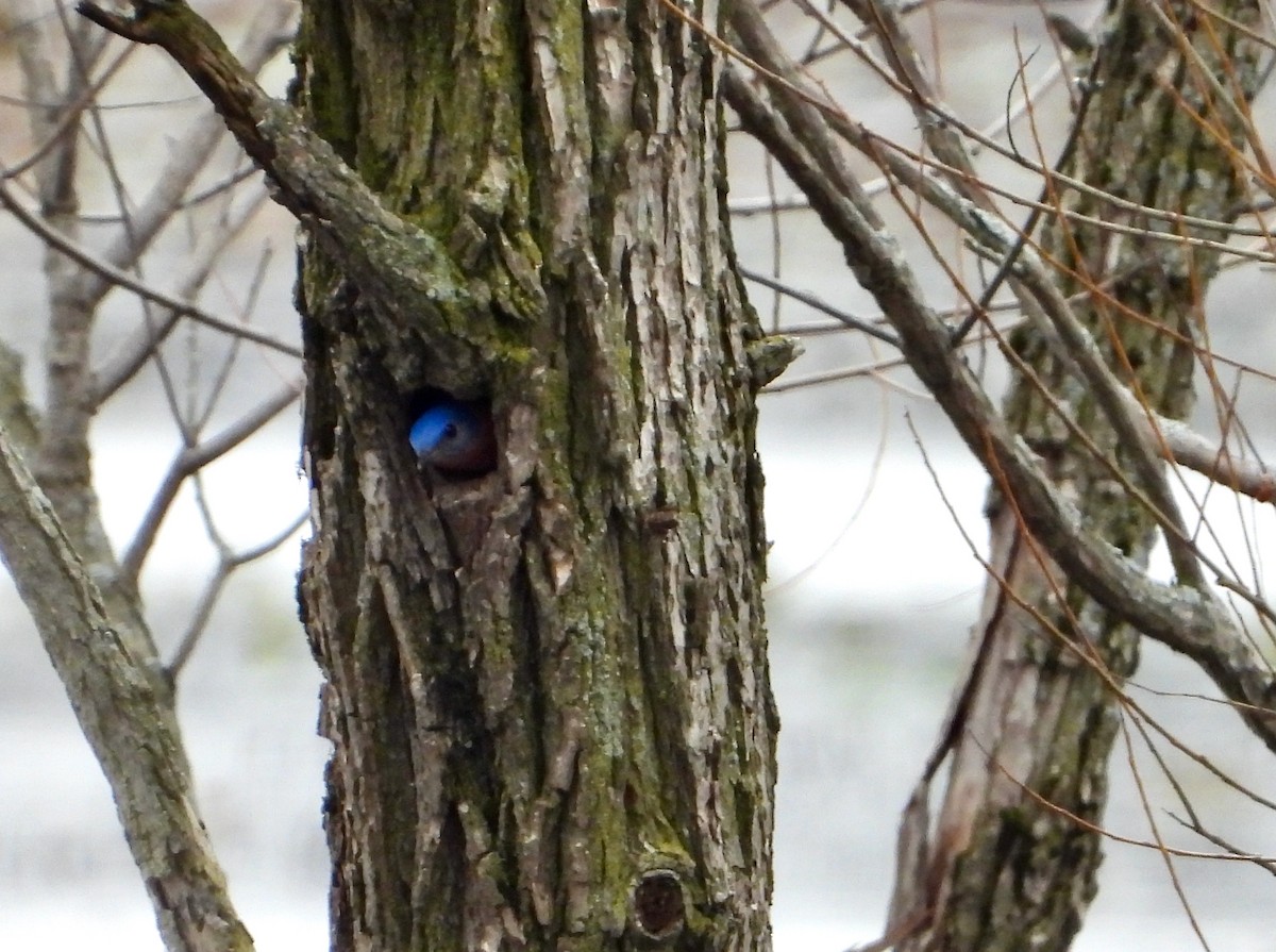 Eastern Bluebird - Kisa Weeman