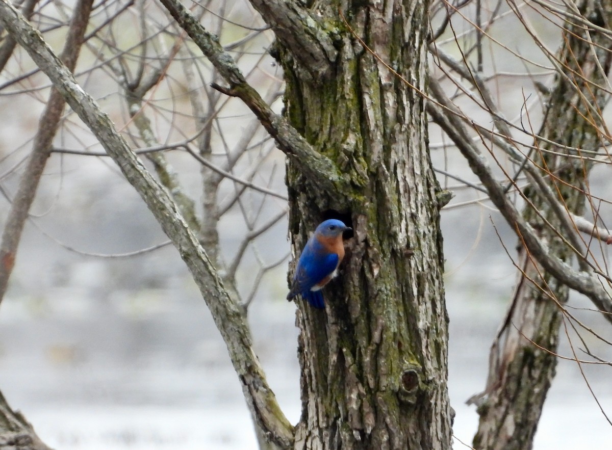 Eastern Bluebird - ML616047835