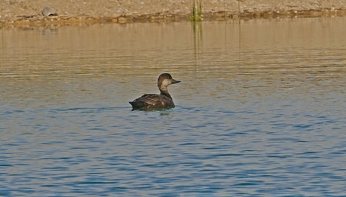 Black Scoter - Jon (JC) Curd