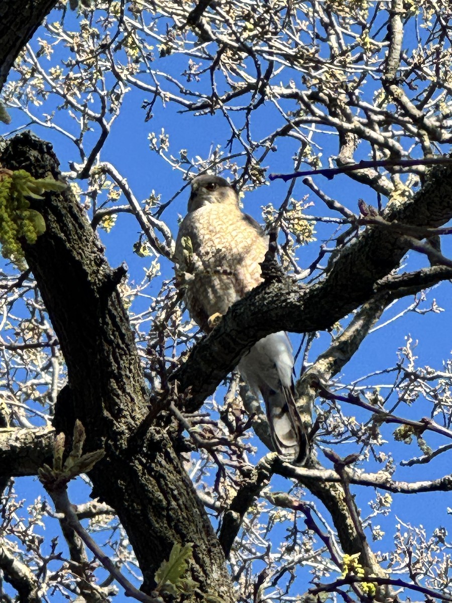 Cooper's Hawk - ML616047874