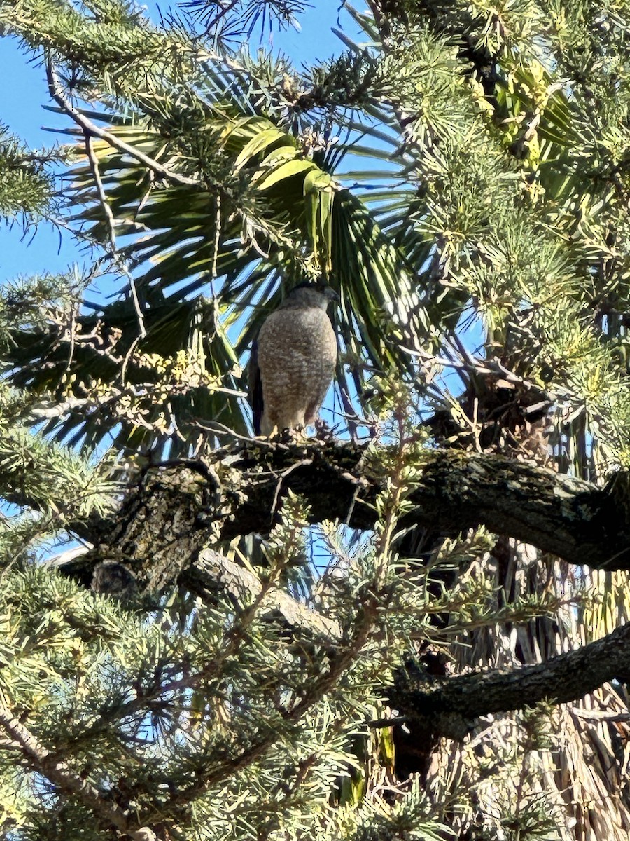 Cooper's Hawk - ML616047875