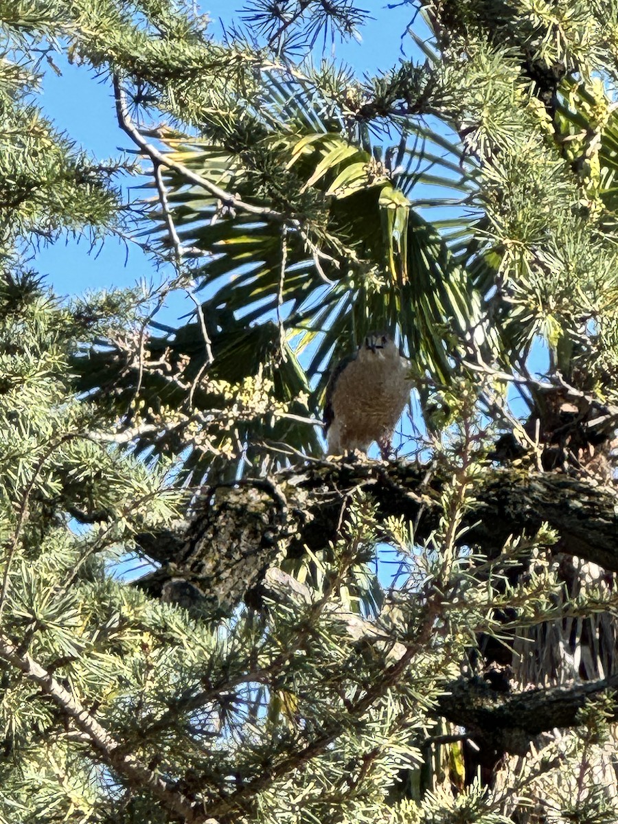 Cooper's Hawk - ML616047876