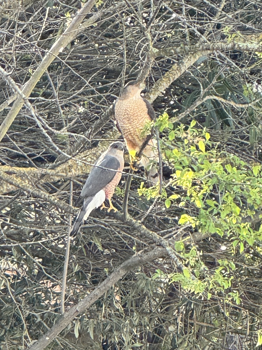 Cooper's Hawk - ML616047878