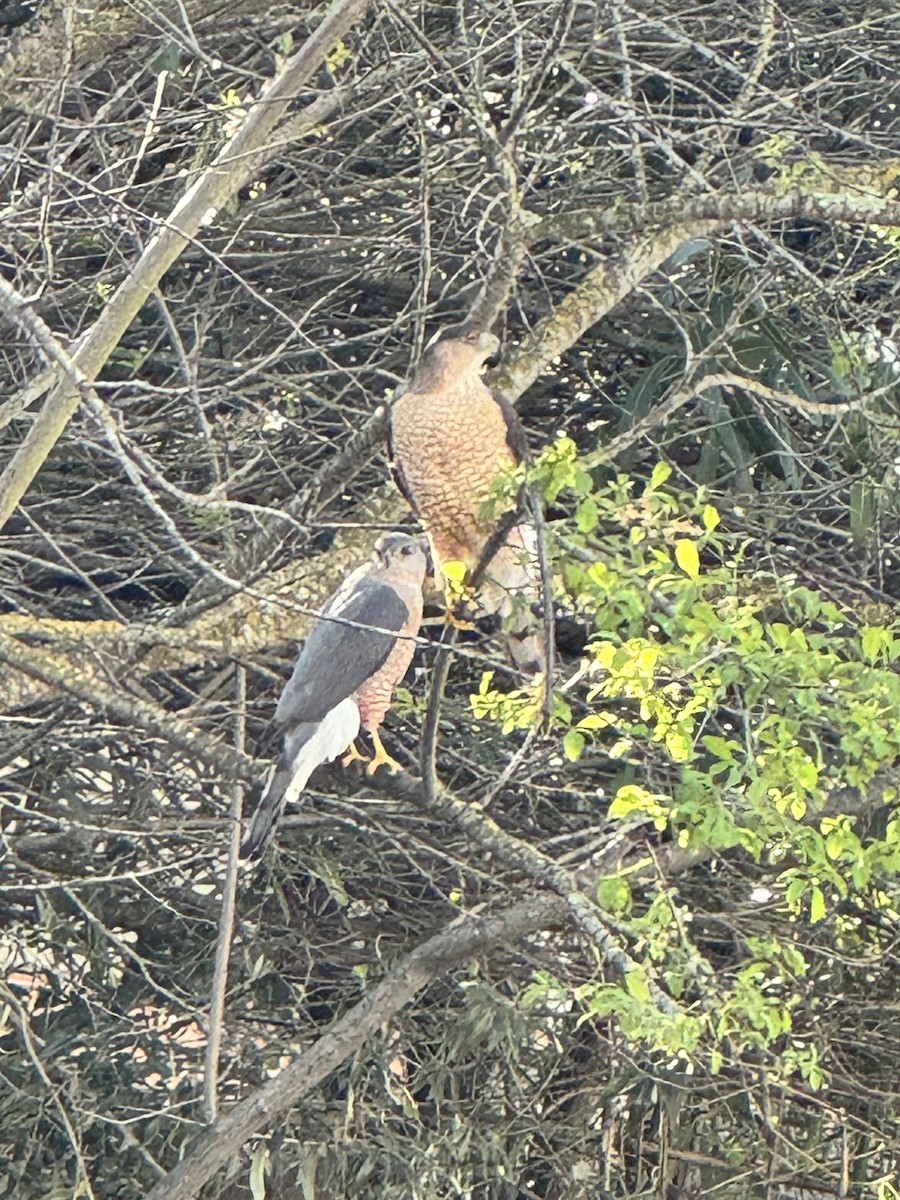 Cooper's Hawk - ML616047879