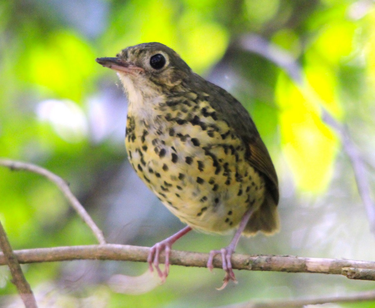 Speckle-breasted Antpitta - ML616047887