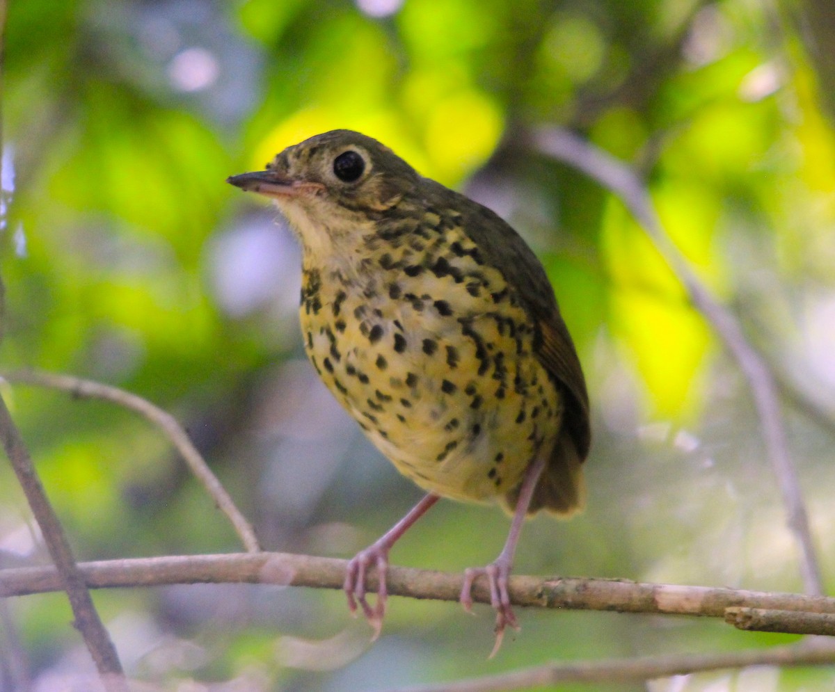 Speckle-breasted Antpitta - ML616047892