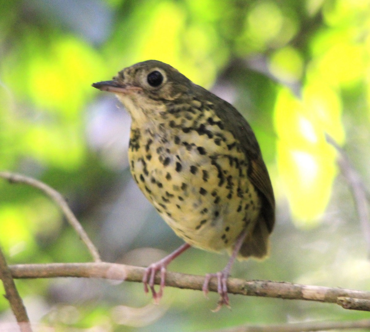 Speckle-breasted Antpitta - ML616047894